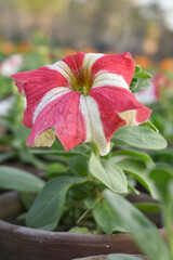Red White petunias in the garden, Petunia, Close up of Red White Petunia flower in the garden, Petunia flower and blurred background, Background of Red White petunia flowers, spring flower Closeup.
