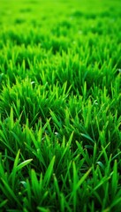 Fototapeta premium High-resolution image of short mowed grass, seamless repeatable texture , natural, detail
