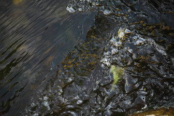 Rippling Water Surface with Reflections and Refractions in a Calm Stream