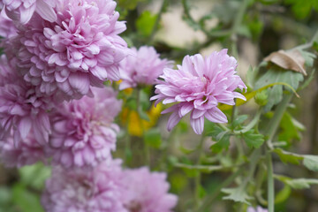Beautiful Pink chrysanthemum flowers closeup in the winter garden, Closeup of Chrysanthemum flower, Field of the Pink Chrysanthemum, Beautiful Pink flower blooming in nature.
