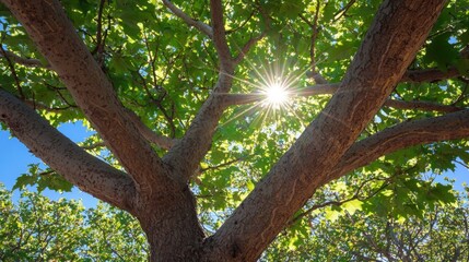 Fototapeta premium Tree Branches with Sunlight and Green Leaves