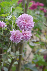 Beautiful Pink chrysanthemum flowers closeup in the winter garden, Closeup of Chrysanthemum flower, Field of the Pink Chrysanthemum, Beautiful Pink flower blooming in nature.