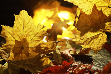 Golden Autumn Leaves Illuminated by Warm Light