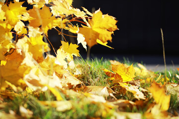 Golden Autumn Leaves on Grass Under Sunlight Perfect for Seasonal Backgrounds and Nature Themes