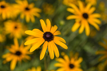 Fototapeta premium Flowers - Rudbeckia fulgida or Goldsturm in full bloom in the garden.