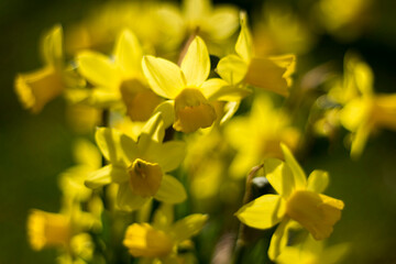 Obraz premium the daffodil, Narcissus pseudonarcissus, yellow narcissus flowers in a park, springtime