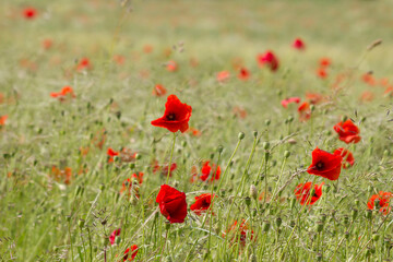 Obraz premium wild poppy flowers in the meadow - soft focus