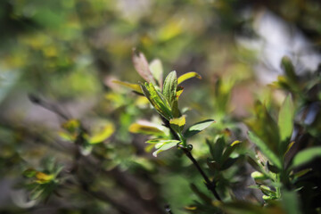 Sunlit Green Leaf Buds in Early Spring Forest Nature Close-up High-Definition Stock Photo