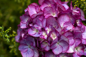 Macro image, pink hydrangea in the garden
