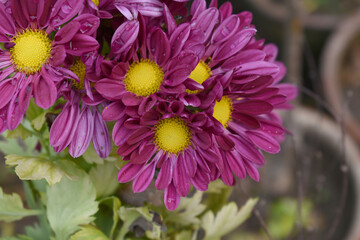 Beautiful Red chrysanthemum flowers closeup in the winter garden, Closeup of Chrysanthemum flower, Field of the Red Chrysanthemum, Beautiful Red flower blooming in nature.