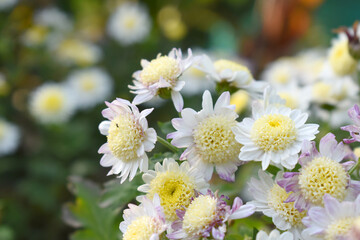 Obraz premium Beautiful white chrysanthemum flowers closeup in the winter garden, Closeup of Chrysanthemum flower, Field of the white Chrysanthemum, Beautiful white flower blooming in nature.