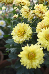Beautiful Yellow chrysanthemum flowers closeup in the winter garden, Closeup of Chrysanthemum flower, Field of the Yellow Chrysanthemum, Beautiful Yellow flower blooming in nature.