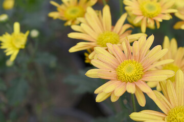 Beautiful Yellow Orange chrysanthemum flowers closeup in the winter garden, Closeup of Chrysanthemum flower, Field of the Yellow Orange Chrysanthemum, Beautiful Yellow Orange flower blooming in nature