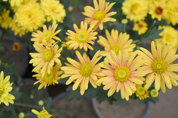 Beautiful Yellow Orange chrysanthemum flowers closeup in the winter garden, Closeup of Chrysanthemum flower, Field of the Yellow Orange Chrysanthemum, Beautiful Yellow Orange flower blooming in nature