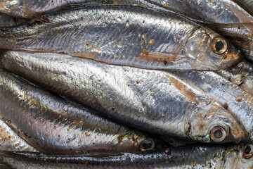 Marinated sprat fish close-up. Spicy salted sprat.