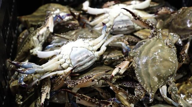 crab in the fish market