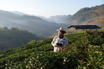 Fototapeta premium The owner of a world-class tea plantation inspects the quality and growth of tea leaves on his cold-weather farm.