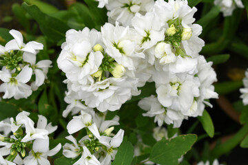 White Hoary Stock, White Hoary Stock or Matthiola Incana is a member of the Brassicaceae family of flowering plants. It's also commonly known as Brompton Stock, Common Stock, White flower in garden