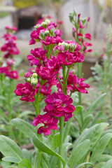 Red Hoary Stock, Red Hoary Stock or Matthiola Incana is a member of the Brassicaceae family of flowering plants. It's also commonly known as Brompton Stock, Common Stock, Red flower in garden