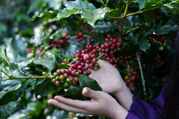 Close-up of young Asian woman picking coffee beans in a field to sell in her garden.
