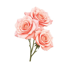 Pink roses on white background
