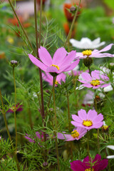 Fototapeta premium Pink Cosmos flower, Cosmos flowers, autumn season image, Beautiful Pink Cosmos flower in the garden. Pink flowers pictures. Cosmos Bipinnatus, commonly called the garden or Mexican aster