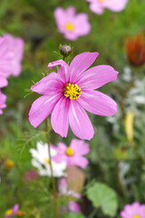 Pink Cosmos flower, Cosmos flowers, autumn season image, Beautiful Pink Cosmos flower in the garden. Pink flowers pictures. Cosmos Bipinnatus, commonly called the garden or Mexican aster