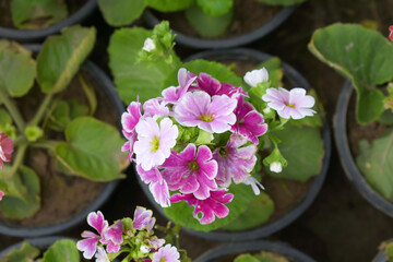 Blooming vibrant Pink geranium Pelargonium flowers closeup, Blooming of Geranium, closeup shot of Pink geranium flowers in garden, geranium in the exhibition of geraniums in Chakwal, Punjab, Pakistan