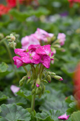 Blooming vibrant Pink geranium Pelargonium flowers closeup, Blooming of Geranium, closeup shot of Pink geranium flowers in garden, geranium in the exhibition of geraniums in Chakwal, Punjab, Pakistan