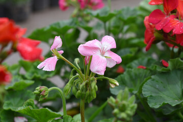Blooming vibrant Pink geranium Pelargonium flowers closeup, Blooming of Geranium, closeup shot of Pink geranium flowers in garden, geranium in the exhibition of geraniums in Chakwal, Punjab, Pakistan