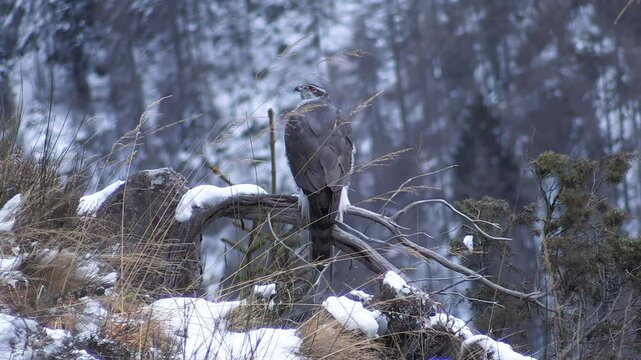 Accipiter gentilis astore