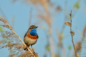 bluethroat