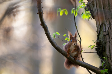 squirrel on tree