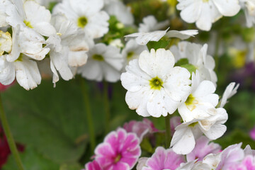 Fototapeta premium Blooming vibrant White geranium Pelargonium flowers closeup, Blooming of Geranium, closeup shot of White geranium flowers in garden, geranium in the exhibition of geraniums in Chakwal, Punjab, Pakista