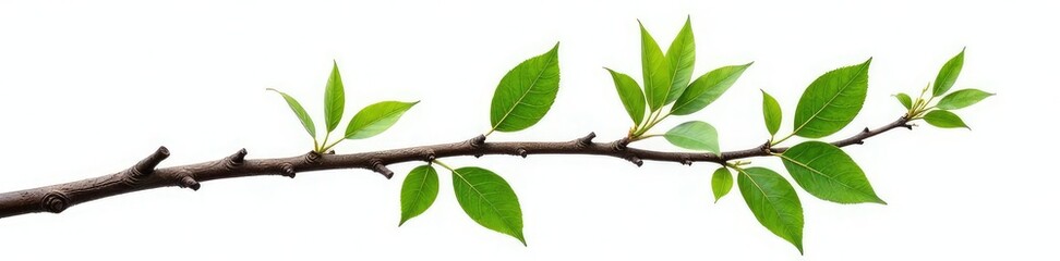 A single branch with a lot of leaves and twigs and some bark isolated on white background, rough, textured, natural