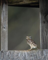 little owl