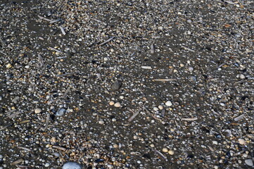 Shells and pebbles on the Atlantic Ocean seabed during low tide. Natural marine texture with seashells, sand, and smooth stones. Perfect for eco-friendly brands, travel promotions, coastal design proj