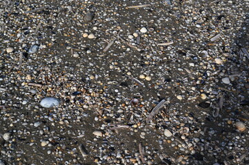 Shells and pebbles on the Atlantic Ocean seabed during low tide. Natural marine texture with seashells, sand, and smooth stones. Perfect for eco-friendly brands, travel promotions, coastal design proj