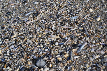 Shells and pebbles on the Atlantic Ocean seabed during low tide. Natural marine texture with seashells, sand, and smooth stones. Perfect for eco-friendly brands, travel promotions, coastal design proj