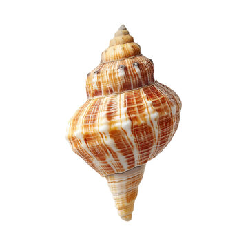 Isolated seashell on white background. Seashell with brown and white stripes.