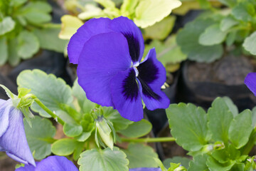 Spring flowers Viola in violet Black color - favorite ornamental plant flowering in the spring,...