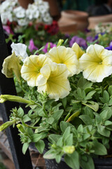 White Yellow petunias in the garden, Petunia, Close up of White Yellow Petunia flower in the garden, Petunia flower and blurred background, Background of White Yellow petunia flowers, spring flower Cl