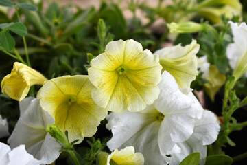 Obraz premium White Yellow petunias in the garden, Petunia, Close up of White Yellow Petunia flower in the garden, Petunia flower and blurred background, Background of White Yellow petunia flowers, spring flower Cl