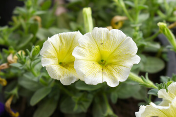 White Yellow petunias in the garden, Petunia, Close up of White Yellow Petunia flower in the garden, Petunia flower and blurred background, Background of White Yellow petunia flowers, spring flower Cl