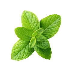 Fresh mint leaves isolated on white background. Concept of freshness, herb, and cooking.