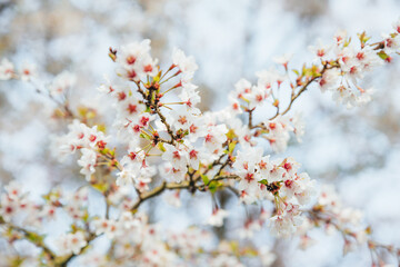 Abundantly flowering branch with white-pink small flowers, against the background of a flowering tree