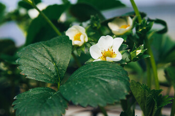 Close-up of blooming strawberries with copy space