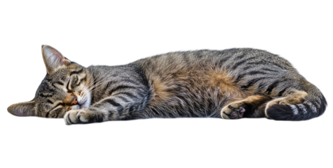Tabby cat sleeping