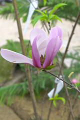 Deep pink, almost purple, magnolia flowers blooming on a tree closeup, Beautiful large purple flowers Magnolia Susan (Magnolia liliiflora x Magnolia stellata). Beautiful blooming in spring garden