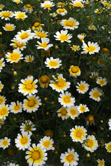 White Yellow Crown Daisy, Close-up of a white and yellow crown daisy flower, blooming in nature,...